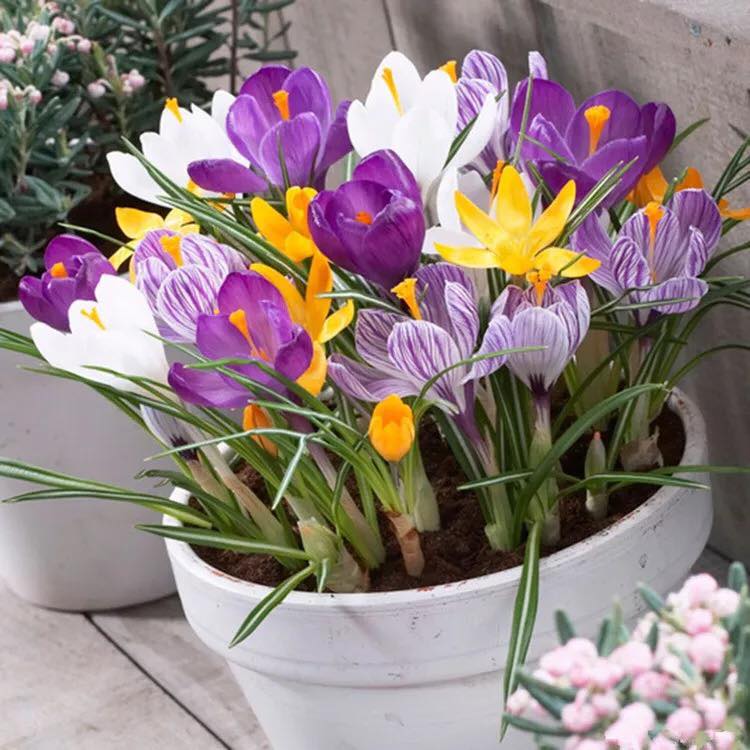 Bộ 10 củ giống hoa nghệ tây nhiều màu