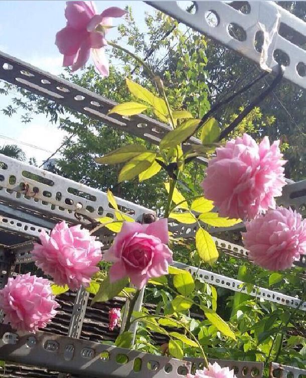 Hạt Giống Hoa Hồng Leo Pháp Mix Màu