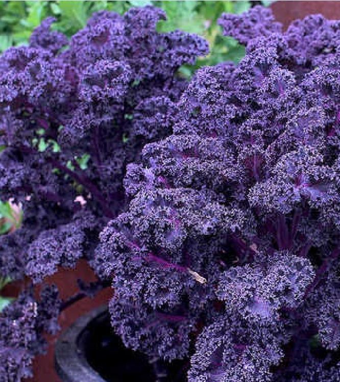 Hạt Giống Rau Cải Xoăn Tím - Cải Kale Tím