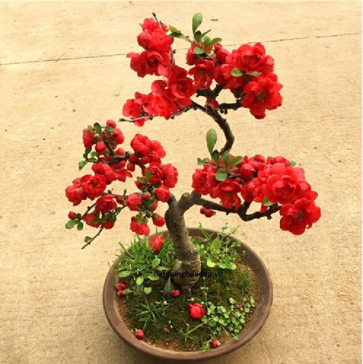 Hạt Giống Hoa Mai Trung Quốc Đỏ