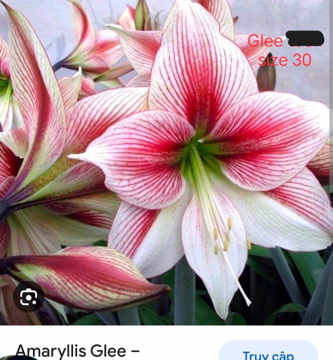 Củ hoa lan huệ cánh kép nhập khẩu - 1 củ (Tổng hợp nhiều loại cực đẹp)