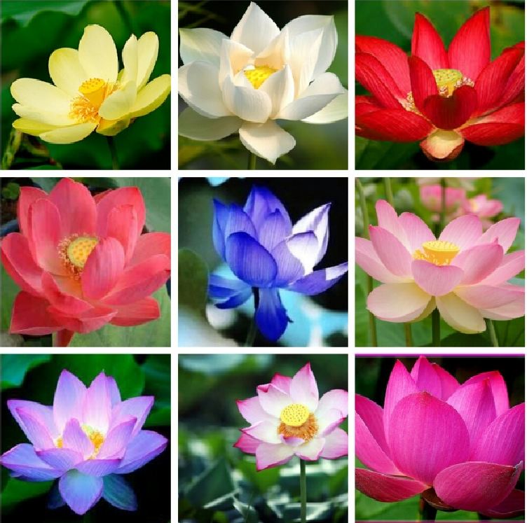 Hạt giống hoa sen mini nhật nhiều màu