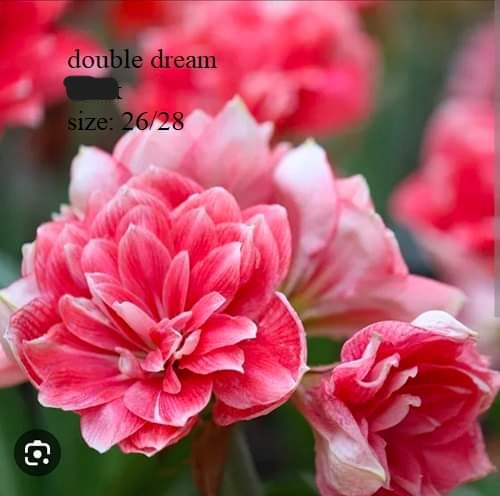 Củ hoa lan huệ cánh kép nhập khẩu - 1 củ (Tổng hợp nhiều loại cực đẹp)