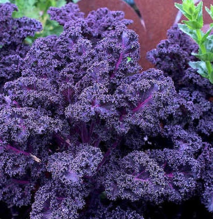 Hạt Giống Rau Cải Xoăn Tím - Cải Kale Tím