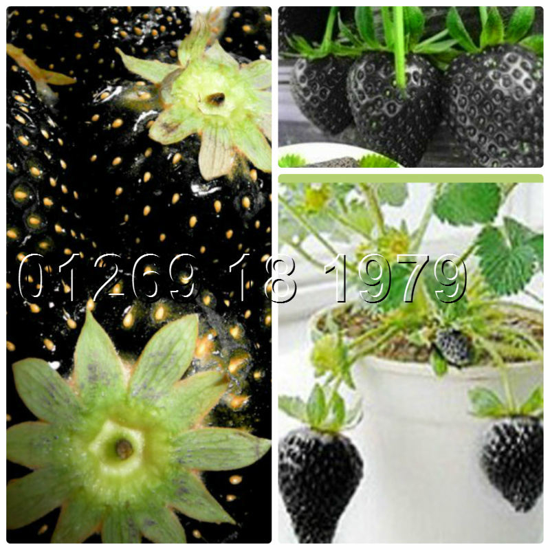Hạt Giống Dâu Tây Đen Chịu Nhiệt