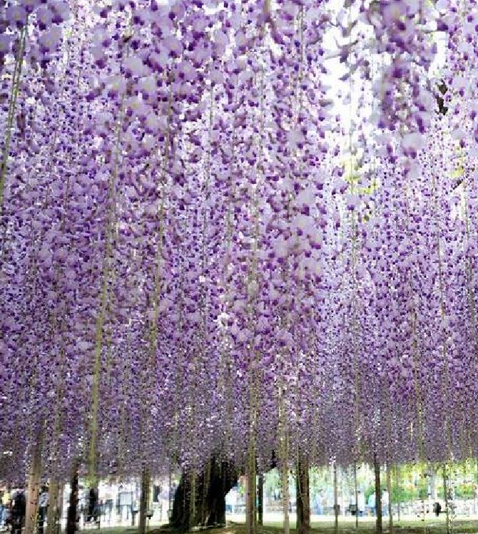 Hạt Giống Hoa Tử Đằng Hoa Tím