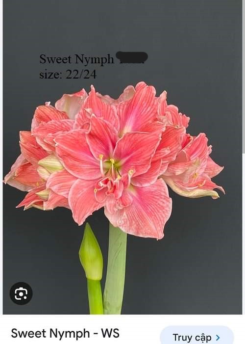 Củ hoa lan huệ cánh kép nhập khẩu - 1 củ (Tổng hợp nhiều loại cực đẹp)