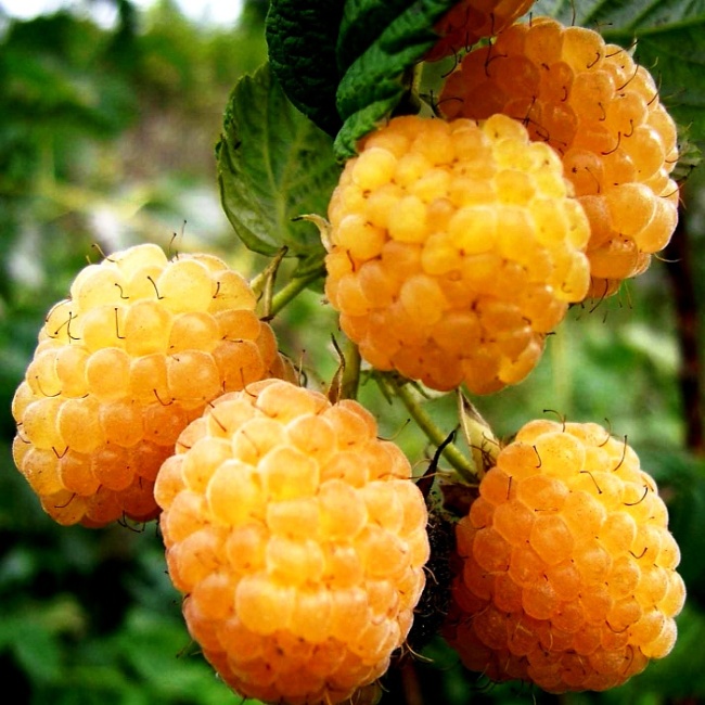 Hạt Giống Quả Mâm Xôi Vàng