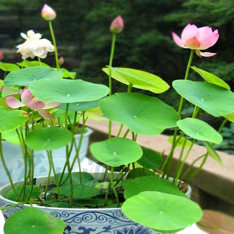 Hạt giống hoa sen mini nhật nhiều màu