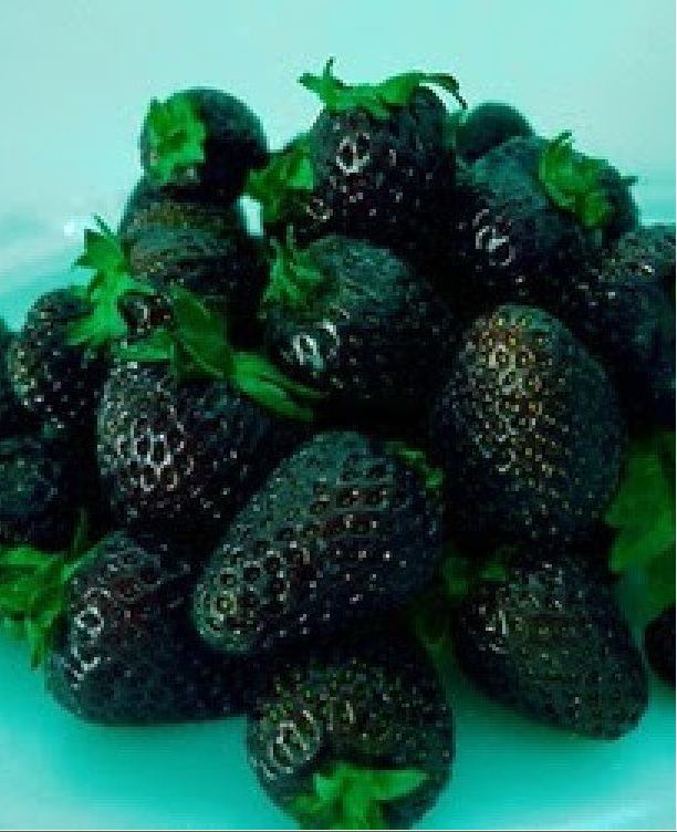 Hạt Giống Dâu Tây Đen Chịu Nhiệt