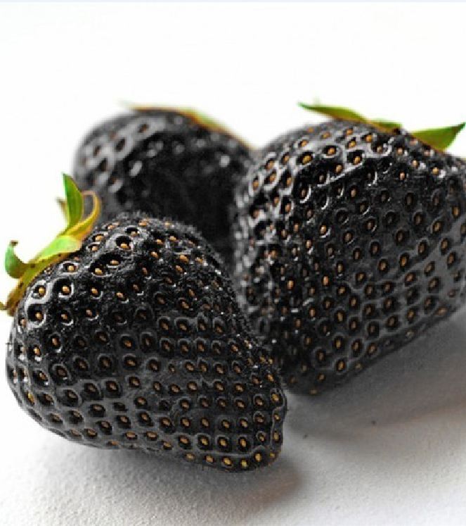 Hạt Giống Dâu Tây Đen Chịu Nhiệt