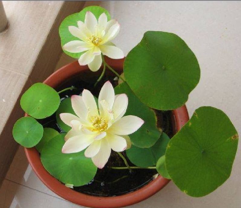 Hạt giống hoa sen mini nhật nhiều màu