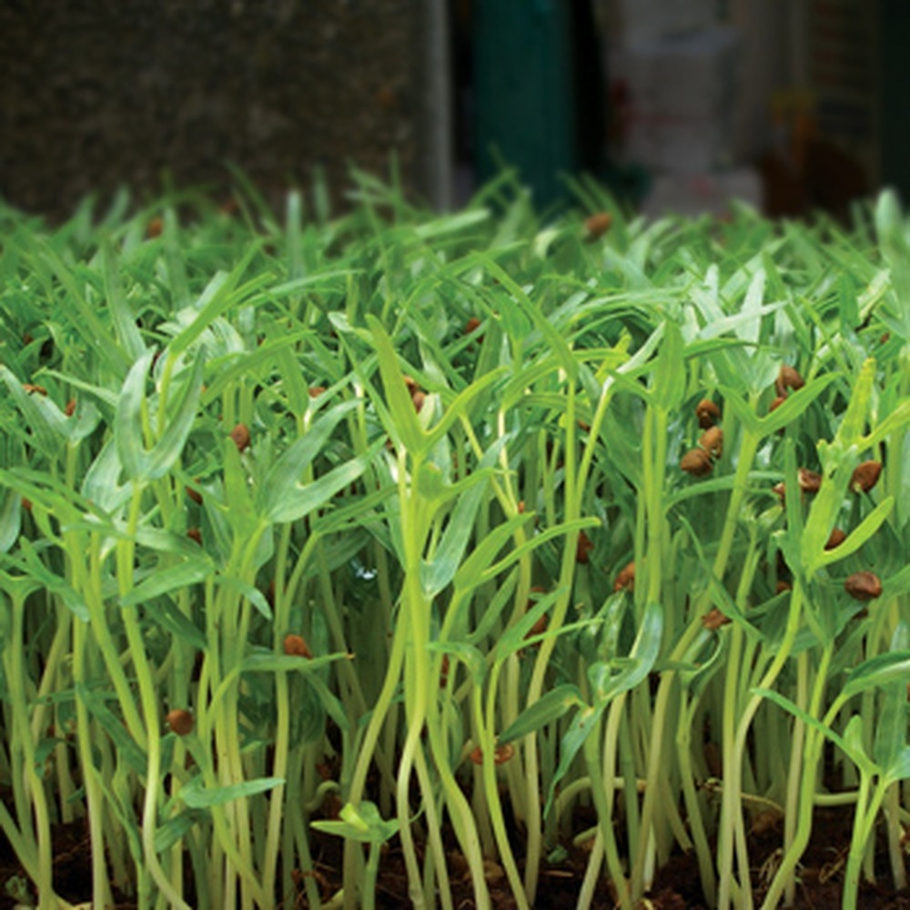 Hạt Giống Mầm Rau Muống - Gói 30gram