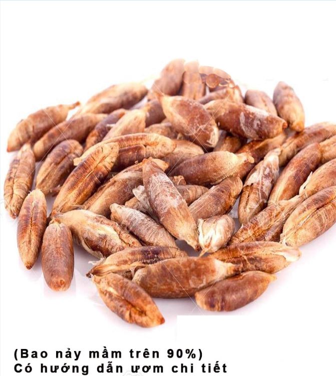 Hạt Giống Chà Là Ăn Trái Trung Đông