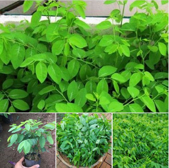 Hạt Giống Cây Rau Bồ Ngót - Gói 50 hạt