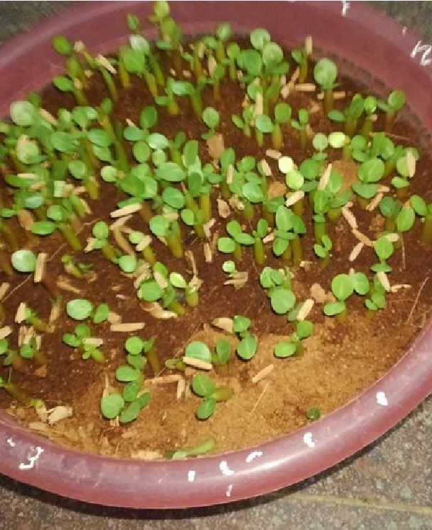 Hạt giống hoa sứ thái mix màu