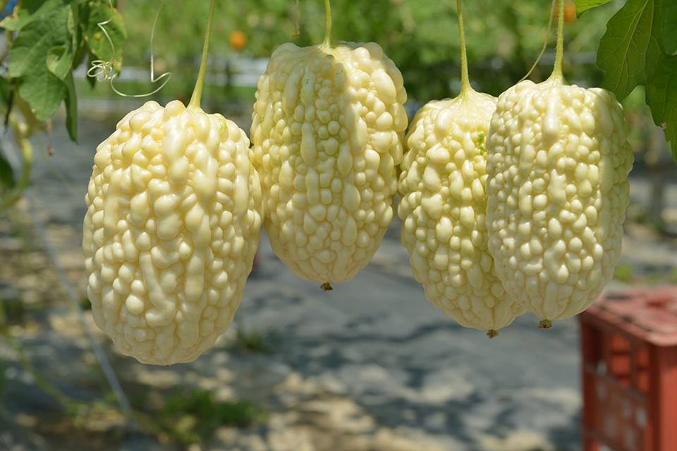 Hạt Giống Khổ Qua Bạch Tuyết F1