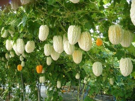 Hạt Giống Khổ Qua Bạch Tuyết F1