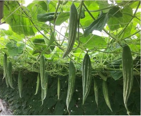 Hạt Giống Lặc Lày - Mướp Mèo