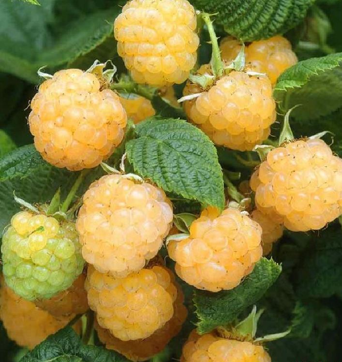 Hạt Giống Quả Mâm Xôi Vàng