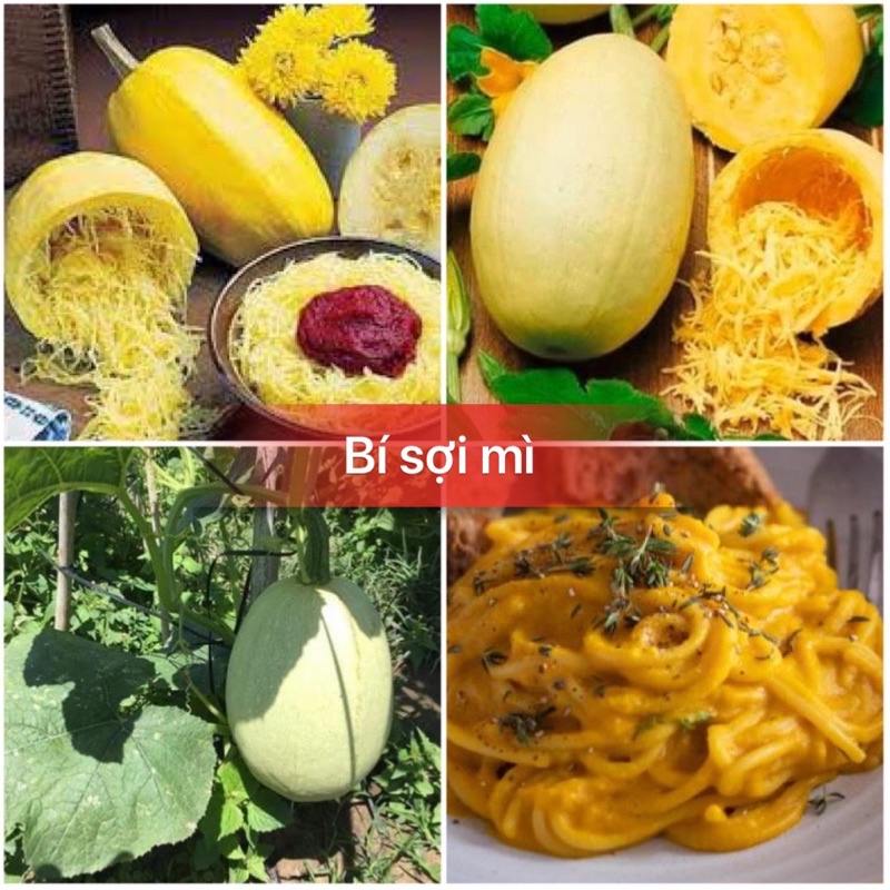 Hạt Giống Bí Trộn Gỏi, Bí Sợi Mì Spaghetti Tivoli - Gói 5 hạt