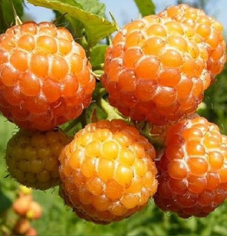 Hạt Giống Quả Mâm Xôi Vàng