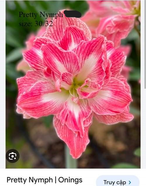 Củ hoa lan huệ cánh kép nhập khẩu - 1 củ (Tổng hợp nhiều loại cực đẹp)