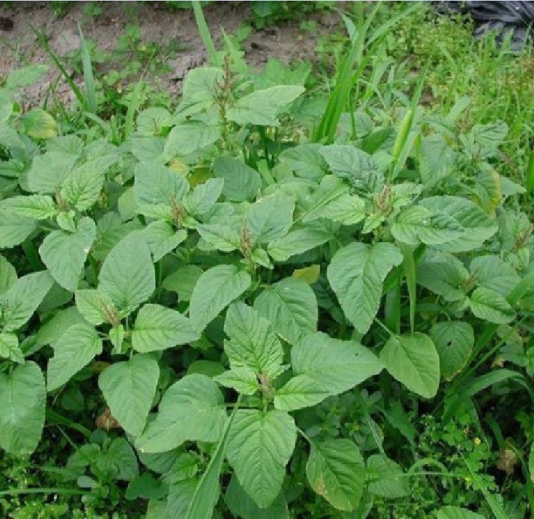 Hạt Giống Rau Dền Cơm - Gói 10gram