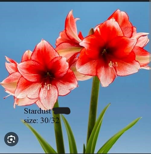 Củ hoa lan huệ cánh kép nhập khẩu - 1 củ (Tổng hợp nhiều loại cực đẹp)