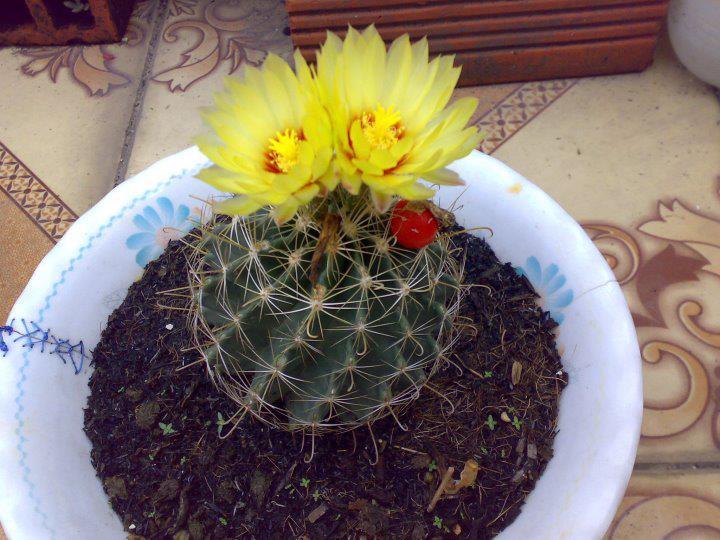 Hạt giống hoa xương rồng hamato