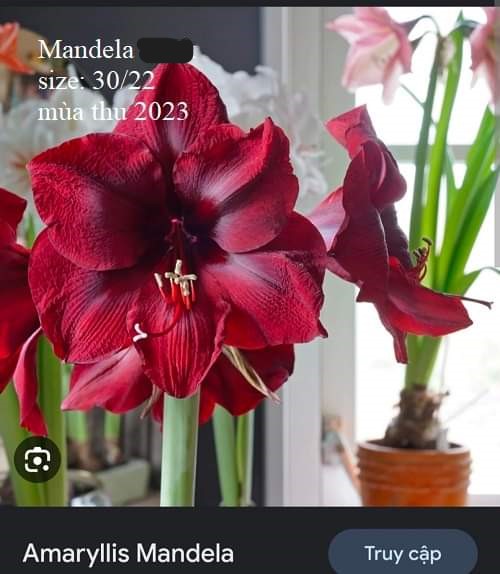 Củ hoa lan huệ cánh kép nhập khẩu - 1 củ (Tổng hợp nhiều loại cực đẹp)