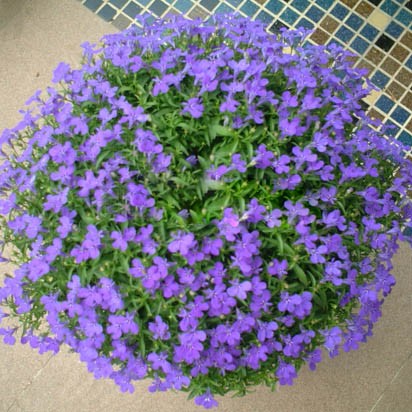 Hạt Giống Hoa Cúc Lobelia Nhiều Màu