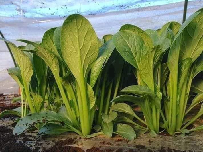 Hạt Giống Rau Cải Ngọt Khổng Lồ - 5gram