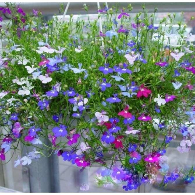 Hạt Giống Hoa Cúc Lobelia Nhiều Màu