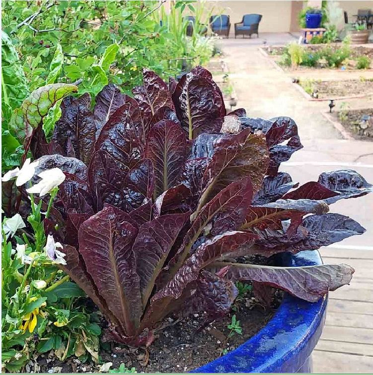 Hạt Giống Xà Lách ROMAINE Đỏ - Gói 0.2gram