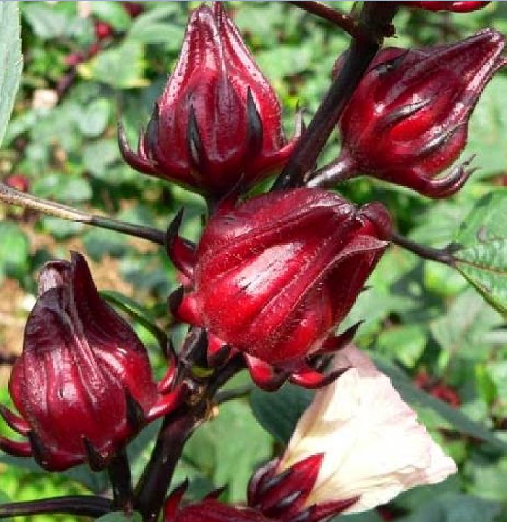 Hạt giống cây bụp giấm (atiso đỏ)
