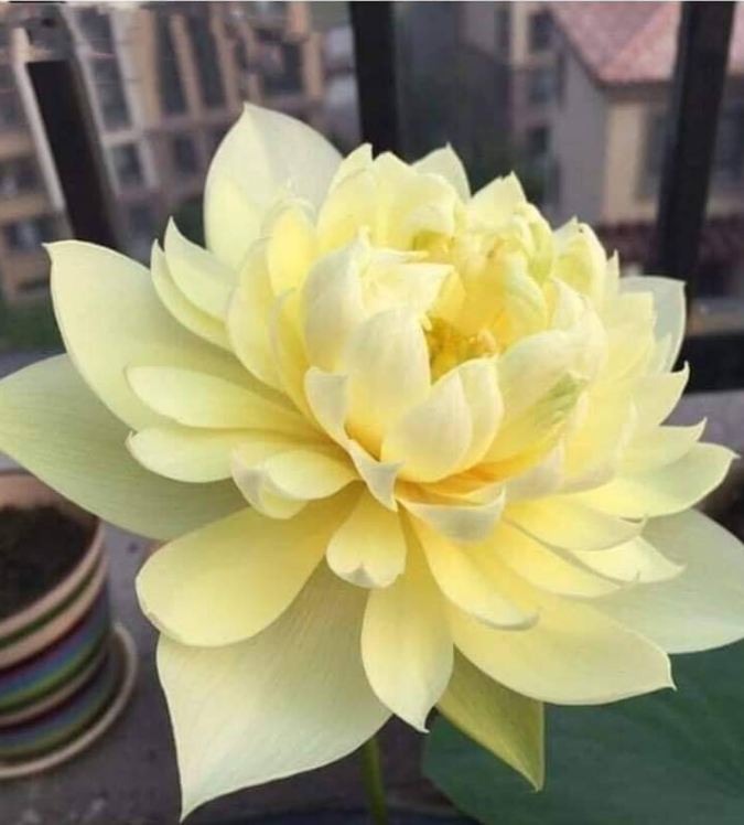 Hạt Giống Hoa Sen Bách Diệp Vàng