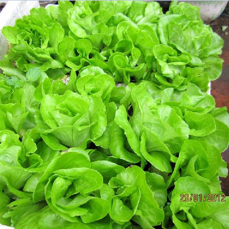 Hạt Giống Rau Xà Lách Chịu Nhiệt - Gói 5gram