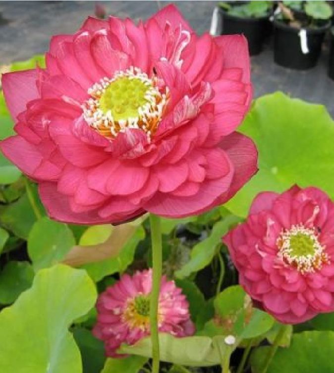 Hạt Giống Hoa Sen Bách Diệp Hồng