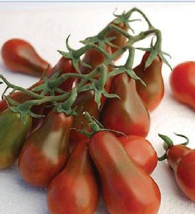Hạt Giống Cà Chua Cherry Lê Đỏ
