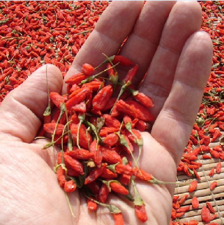 Hạt Giống Quả Câu Kỷ Tử - GojiBerry