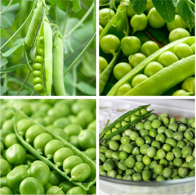 Hạt Giống Đậu Hà Lan Lấy Hạt