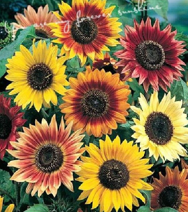 Hạt Giống Hoa Hướng Dương Nhiều Màu