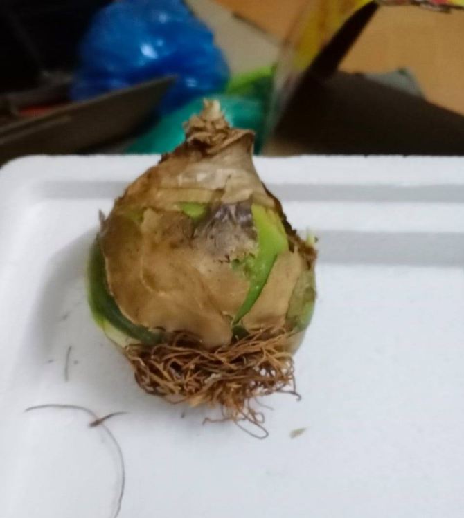 Củ Giống Hoa Thiên Nga Mắt Ngọc