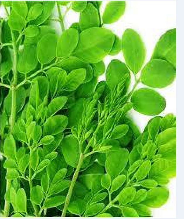 Hạt Giống Cây Chùm Ngây F1