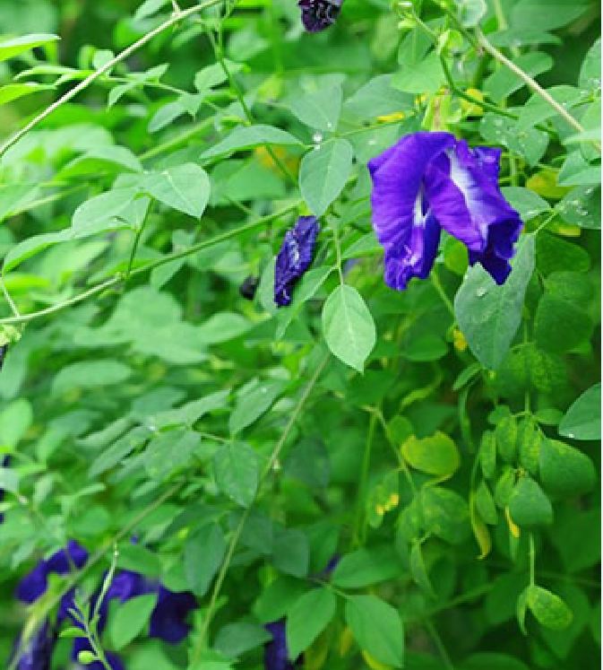 Hạt Giống Hoa Đậu Biếc Cánh Đơn