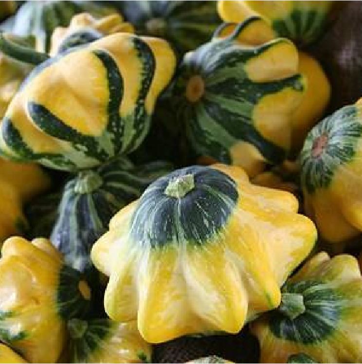 Hạt Giống Bí Đĩa Bay Nhiều Màu