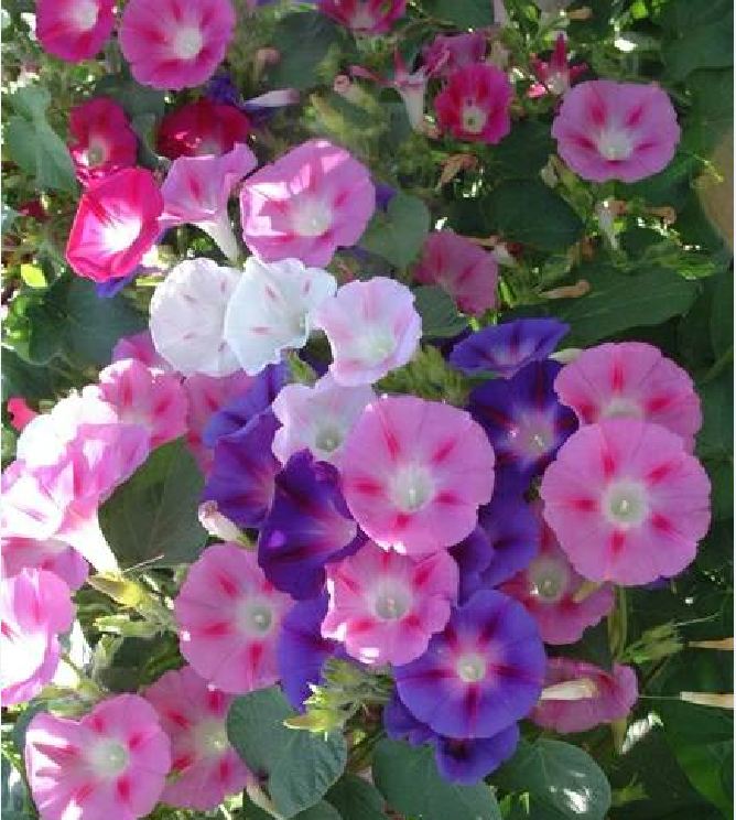 Hạt Giống Hoa Bìm Bìm Mix Màu