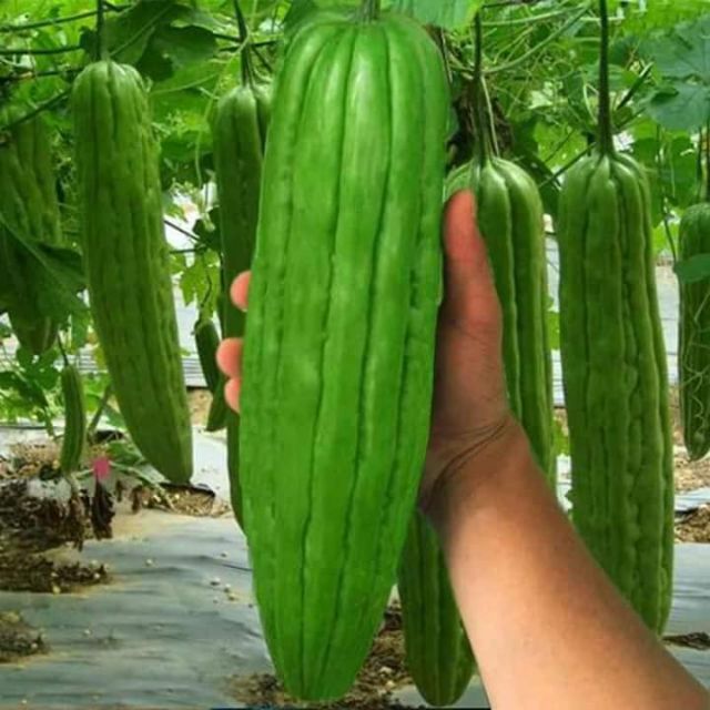 Hạt Giống Khổ Qua Khổng Lồ