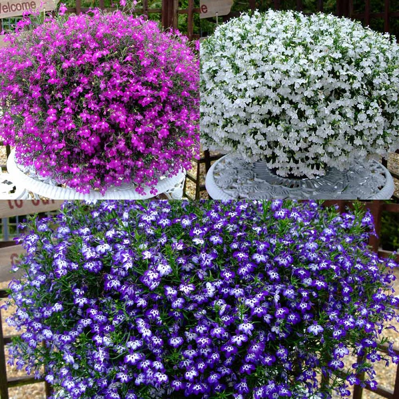 Hạt Giống Hoa Cúc Lobelia Nhiều Màu